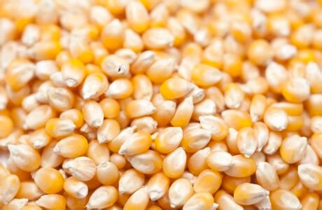 Corn grain Nutrition Facts | Calories in Corn grain