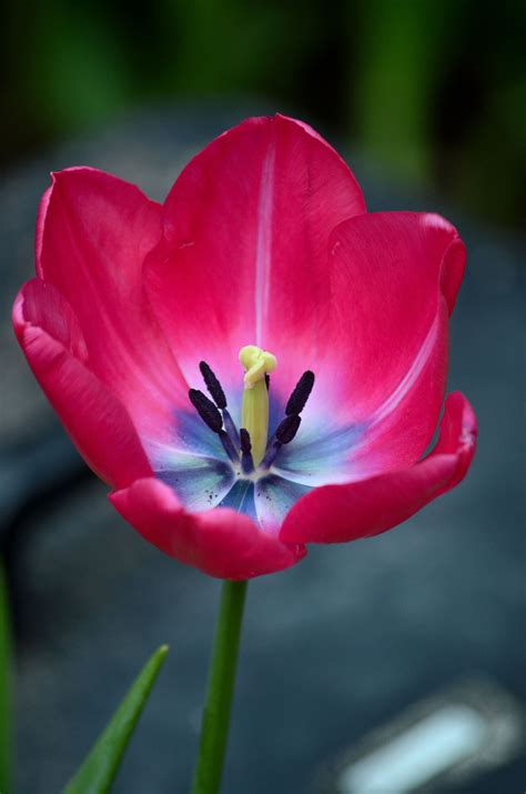 Tulip Tree Facts - Gardenerdy