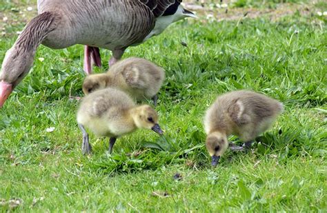 The Greater White-Fronted Goose - A Goose That Thrives In Cold Weather