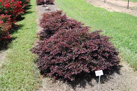 Loropetalum chinense var. rubrum First Editions® Crimson Fire™PP25534 – Nurseries Caroliniana