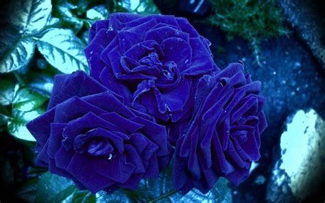 Blue Rose Wallpaper HD Free Download