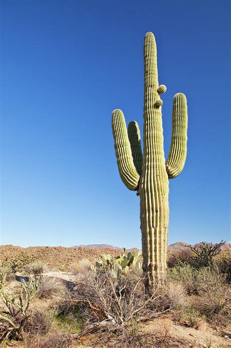 Usa, Arizona, Phoenix, Saguaro Cactus Photograph by Bryan Mullennix