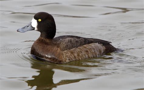 Greater Scaup (Female) | Please view LARGE? A LIFE list addi… | Flickr