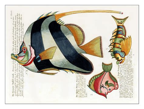 Fish Tropical Vintage Art Free Stock Photo - Public Domain Pictures