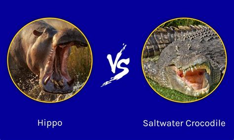 Hippo vs Saltwater Crocodile: Key Differences (And Who Would Win in a Fight!) - Wiki Point