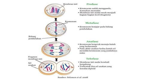 Mempelajari Pembelahan Sel Mitosis dan Meiosis IPA Kelas 9 SMP Lengkap Latihan Soal dan ...