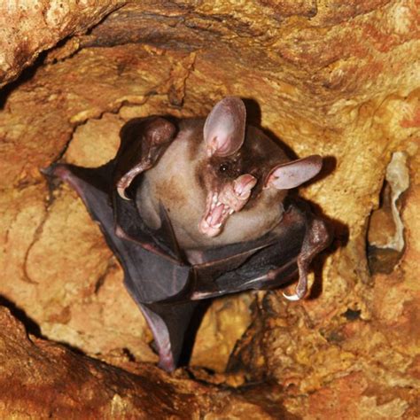 Holy batcave! Personal sighting leads UT's Di | EurekAlert!