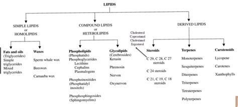 Functions of Lipids | Definition | Classification | Examples