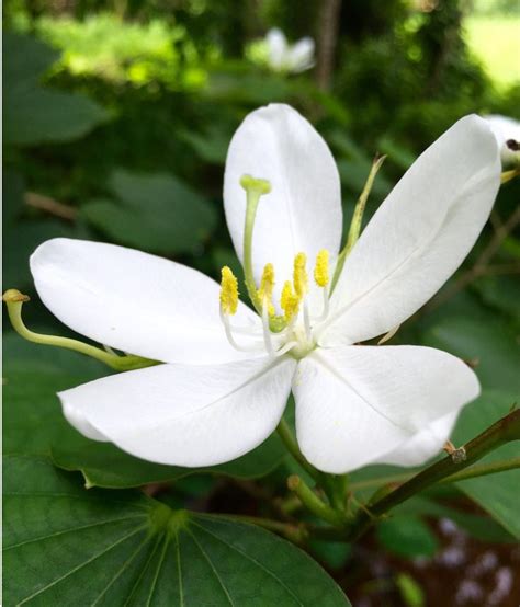 Flower Seeds : White Mandaram Flower Terrace Garden Flower Home Garden Seeds (Plants Garden ...