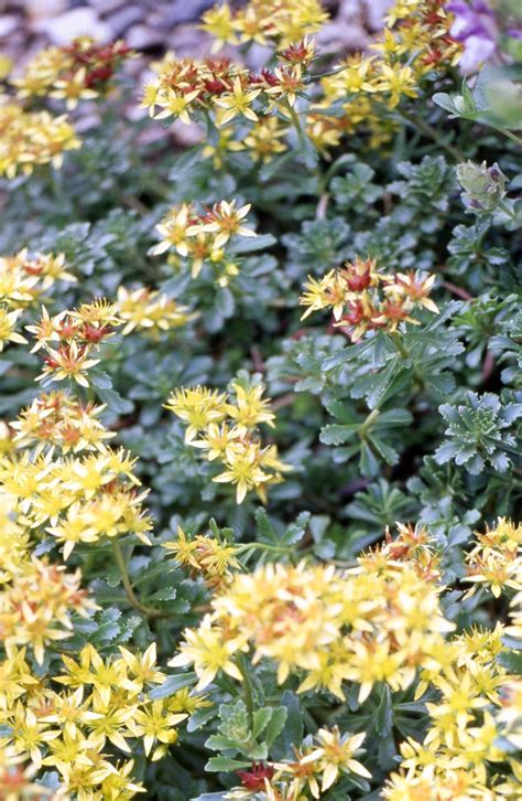 33 Colorful Groundcover Plants for a Low-Maintenance Garden | Ground ...