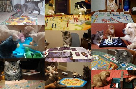 Cats Playing Board Games Quiz