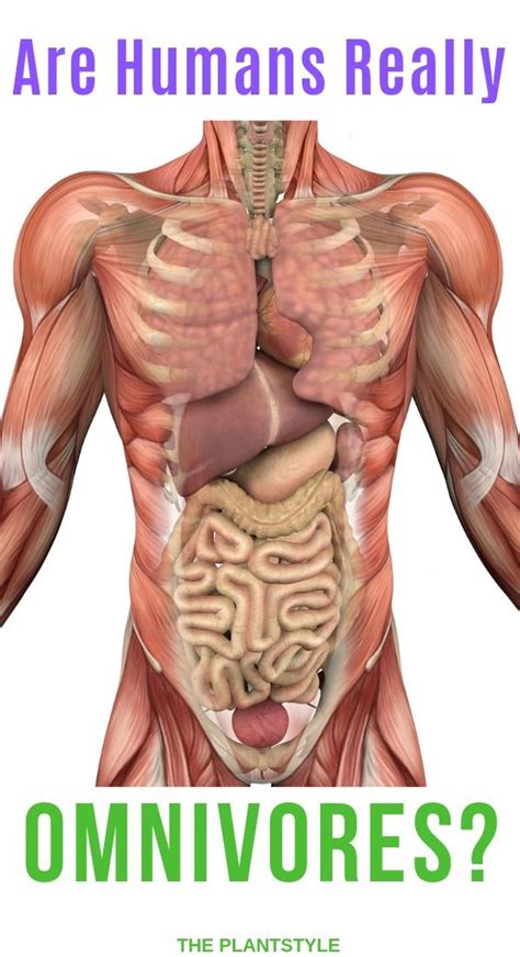 Are humans anatomically and instinctually omnivores? What diet do humans tend to thrive on most ...