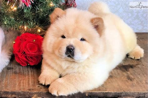 How to Raise a Chow Chow Puppy (Care, Food, Cost) - Pet Spruce