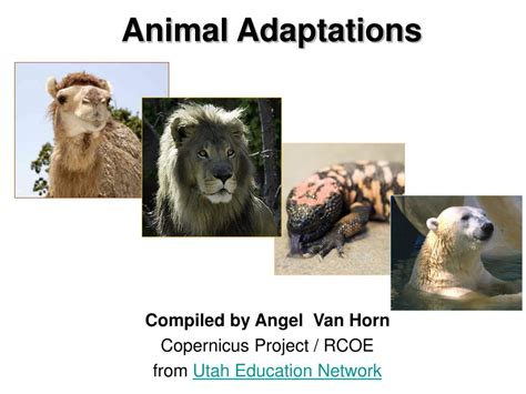 PPT - Animal Adaptations PowerPoint Presentation, free download - ID:144960