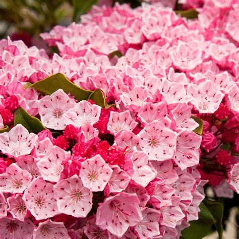 Mountain Laurel Plants For Sale