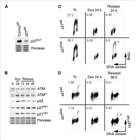 p27 regulates the maintenance of the cell cycle checkpoints. A, Western ...