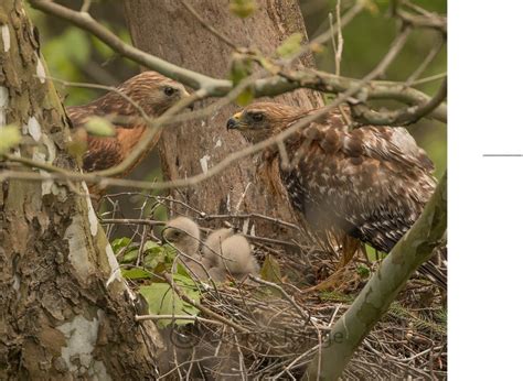 Copper Range | Red-Shouldered Hawk Nest