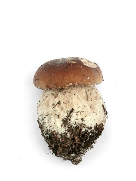 Mushroom. Cep. stock photo. Image of fungaceous, delicatessen - 13116142