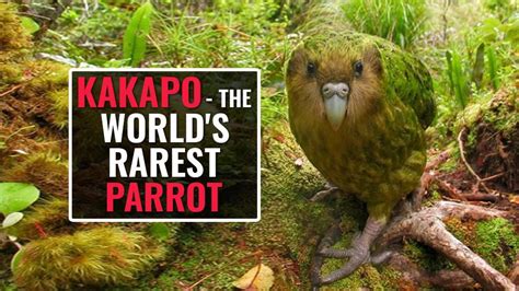 Kakapo – A Rare Flightless Parrot On The Verge Of Extinction - Petmoo