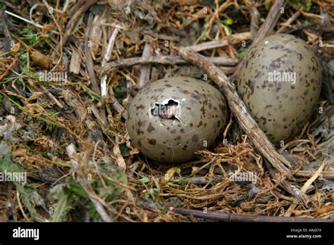 Herring Gull egg hatching Stock Photo - Alamy