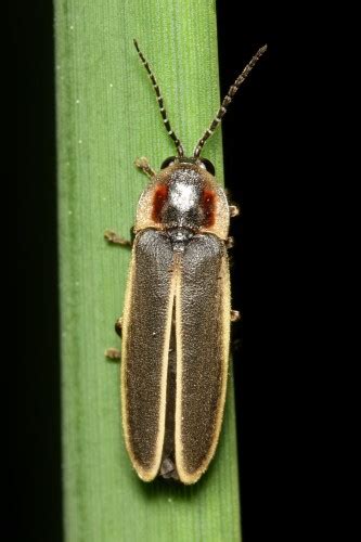 Lampyridae » Biodiversity in Focus Blog