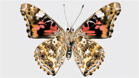 Butterfly Wing Patterns Emerge from Ancient “Junk” DNA | Current Science Daily