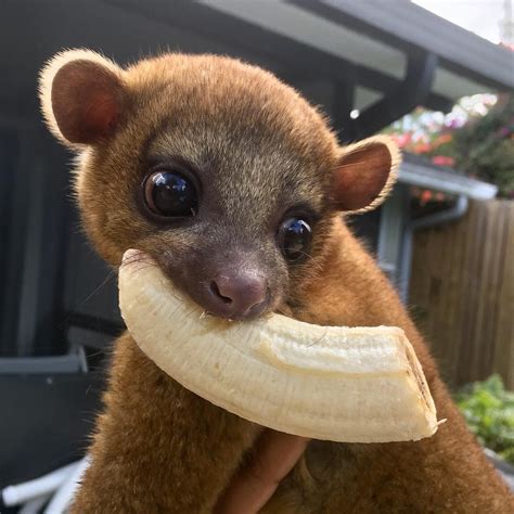 Kinkajou Animals For Sale | Pasadena, TX #292385 | Petzlover