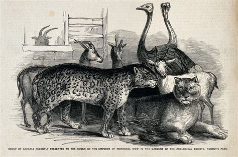 The London Menagerie: Animals in London History, CfP: deadline 1 May 2023 | RHS