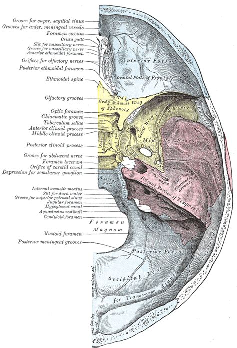 Parietal bone - wikidoc