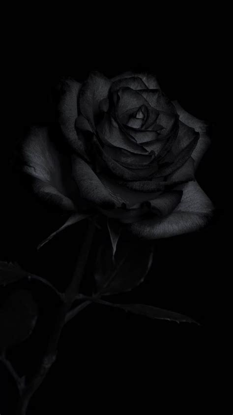 Black Rose Wallpaper - iXpap | Black roses wallpaper, Black flowers wallpaper, Black rose flower