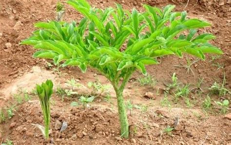 Elephant Foot Yam Cultivation Guide | Agri Farming