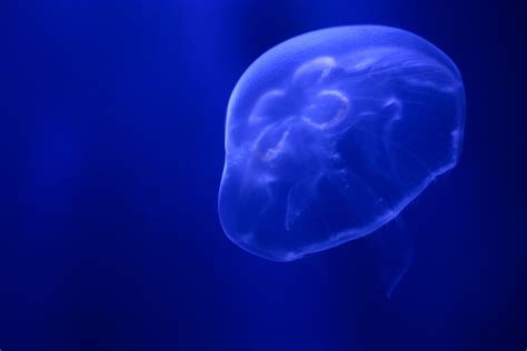 Dark blue jellyfish glowing in the dark | royalty free image