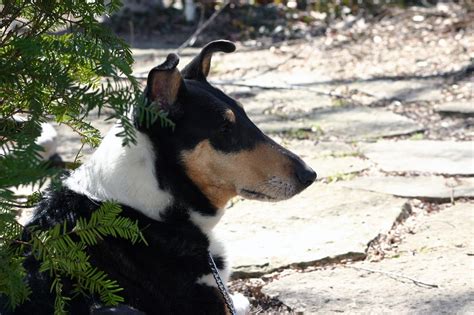 Dog Smooth Collie: traits and pictures