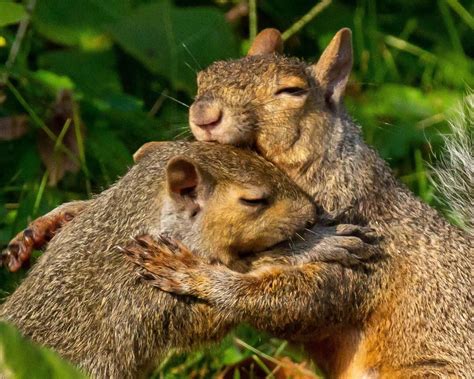 Squirrels Hugging Cute Animals Puppies, Cute Wild Animals, Funny Animals, Cute Animal Quotes ...