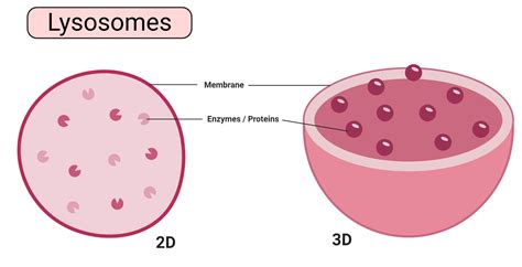 Lysosome Function In Animal Cell
