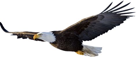 bald eagle flying PNG Image - PurePNG | Free transparent CC0 PNG Image Library