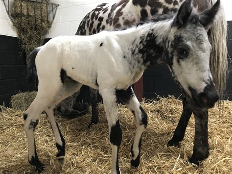 Our First Appaloosa Foal 2019 - WOW - Red Heart Appaloosas