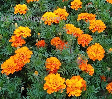 Marigold Genda flower very easy to germinate from seeds