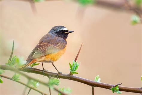 Somerset's Summer Wildlife - Naturetrek