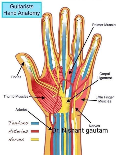 Anatomy of Hand - تلخيصات طبية