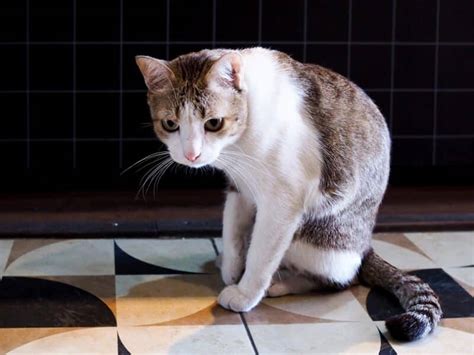 Triaditis in Cats: Causes, Signs & Treatments (Vet Answer) - Catster