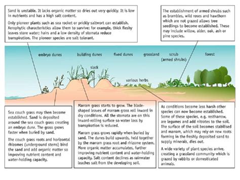 Succession - sand dunes - Presentation in A Level and IB Biology