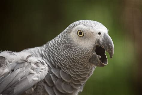 African Grey Parrot Wallpapers - Wallpaper Cave