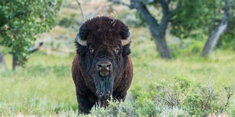 I Spent the Summer Studying a Herd of Bison, And Here’s What I Learned ...