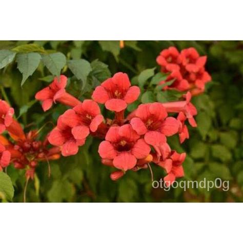 Guaranteed germination rate 25 Red Trumpet Creeper Vine Seeds ...