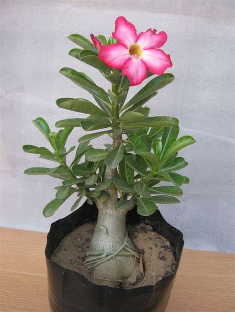 Bonsai adenium live flower plant