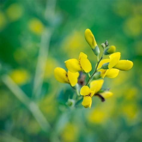 Baptisia tinctoria – Native Gardens of Blue Hill