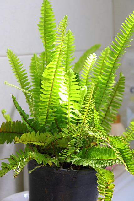 Lighting For Boston Ferns | The Indoor Gardens