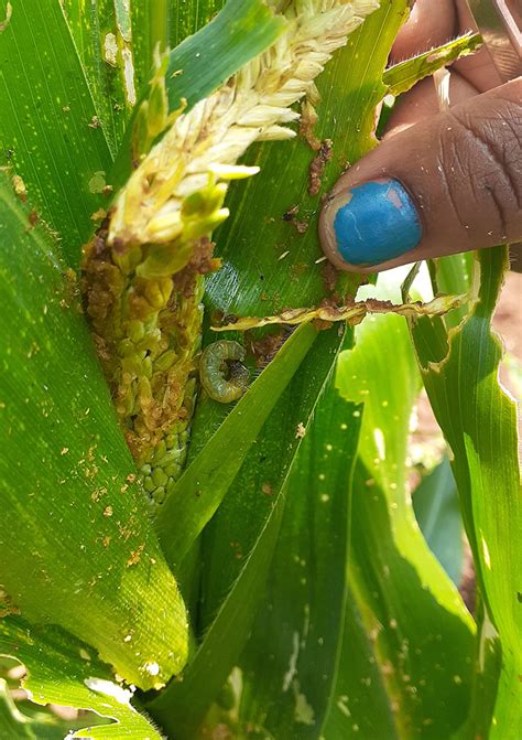 fall armyworm damage - Entomology Today