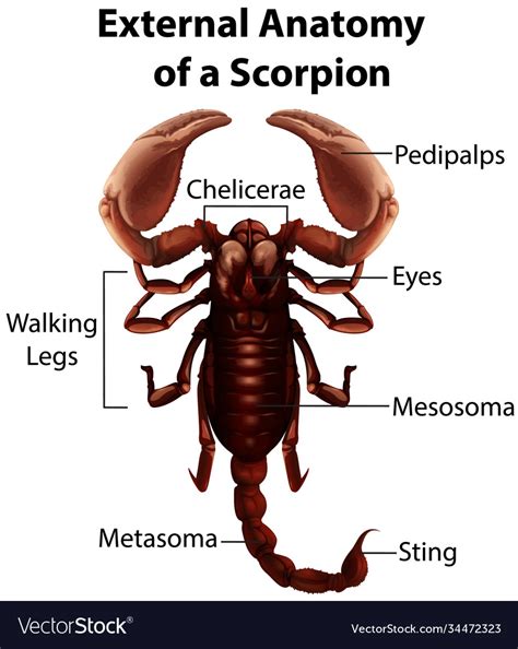 External anatomy a scorpion on white background Vector Image